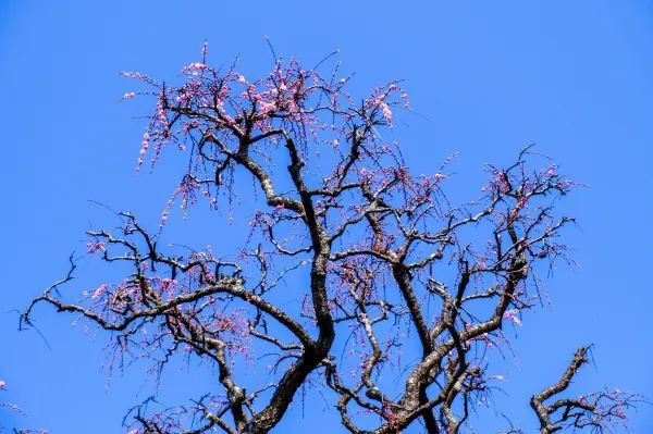 Discover the Beauty of Longmei and Chamei (Plum) Flowers in Jinhua