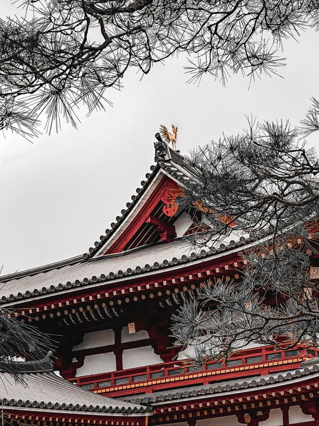 日本8日遊｜清明賞花不容錯過的路線