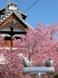 京都で楽しむ早春の桜