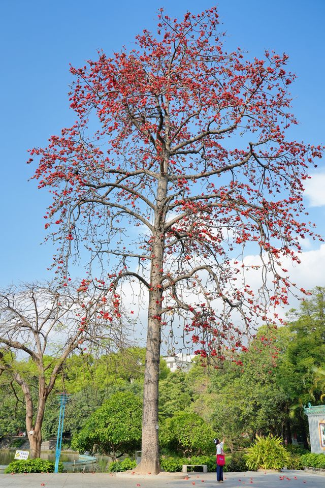 美哭！沒有哪個公園能比它更懂拿捏春和景明了