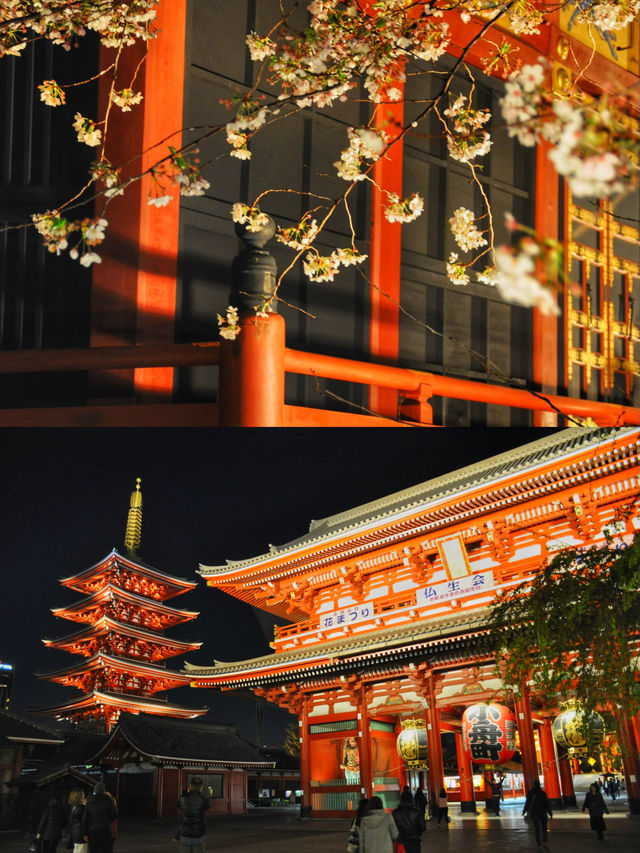 東京賞櫻｜懶人寶典 東京三條精華賞櫻路線