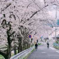 🌸追櫻地圖 | 日本的春天，是一萬次的春和景明