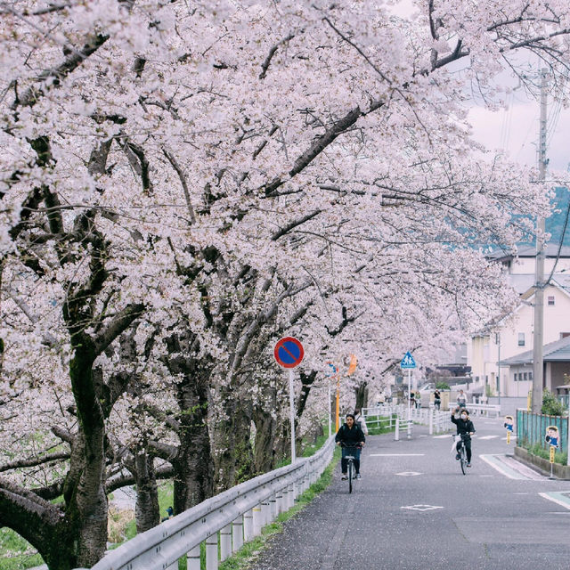 🌸追櫻地圖 | 日本的春天，是一萬次的春和景明
