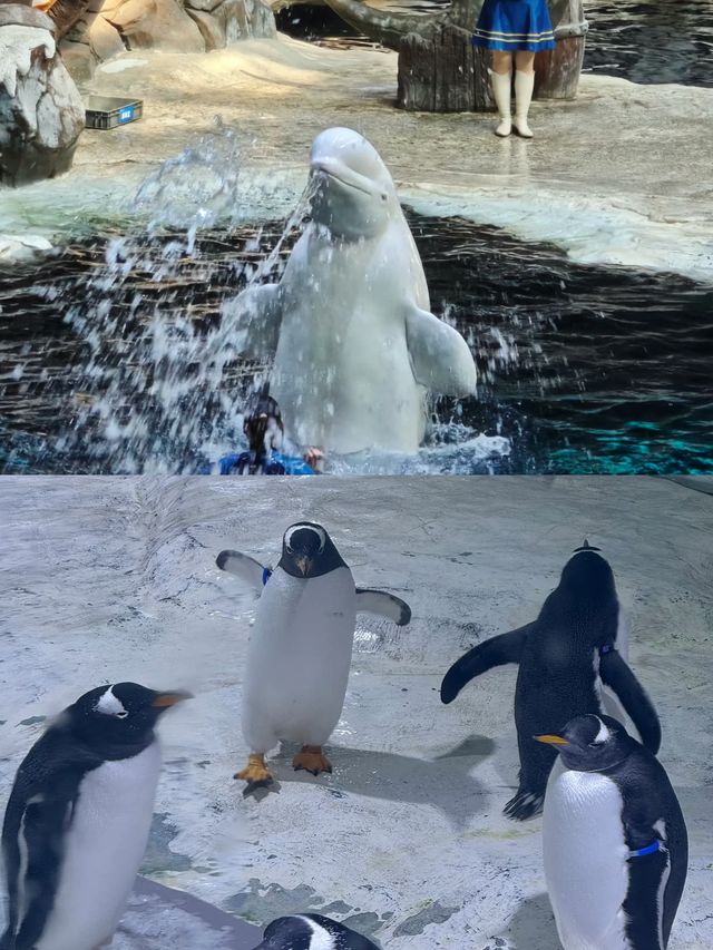 杭州都有海洋動物世界