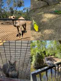 闖入現實版瘋狂動物城！沃加沃加動物園太好逛