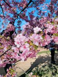 3月的上海辰山植物園，櫻花太美了！！！