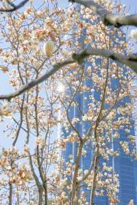 3.19上海的白玉蘭實在是太美了🌸