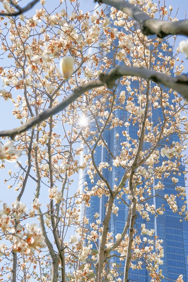 3.19上海的白玉蘭實在是太美了🌸