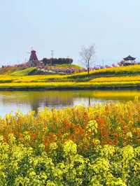 三月漢中油菜花封神！闖入了金色童話世界