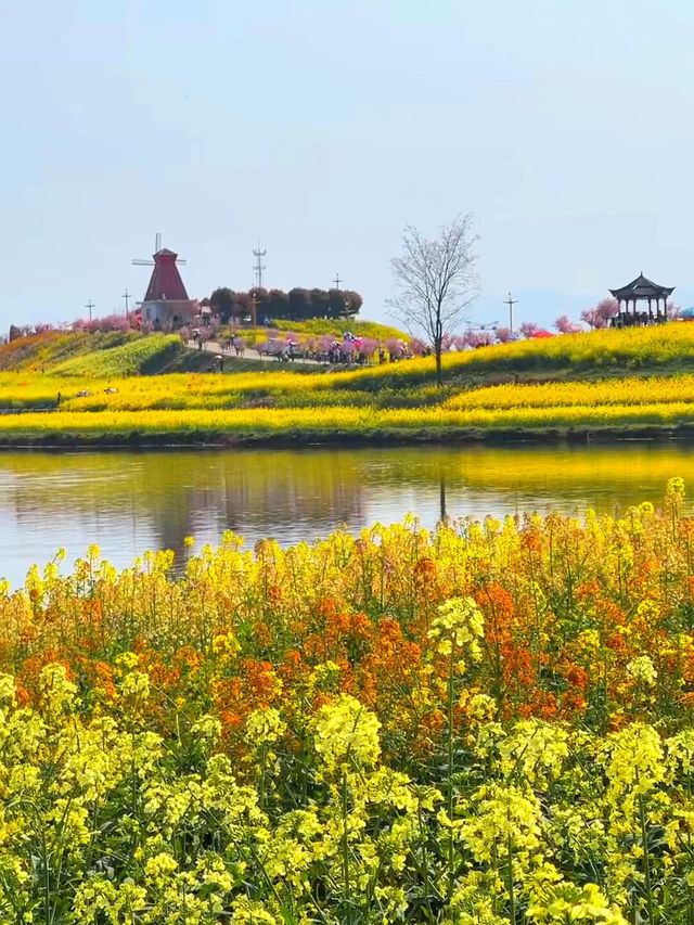 三月漢中油菜花封神！闖入了金色童話世界