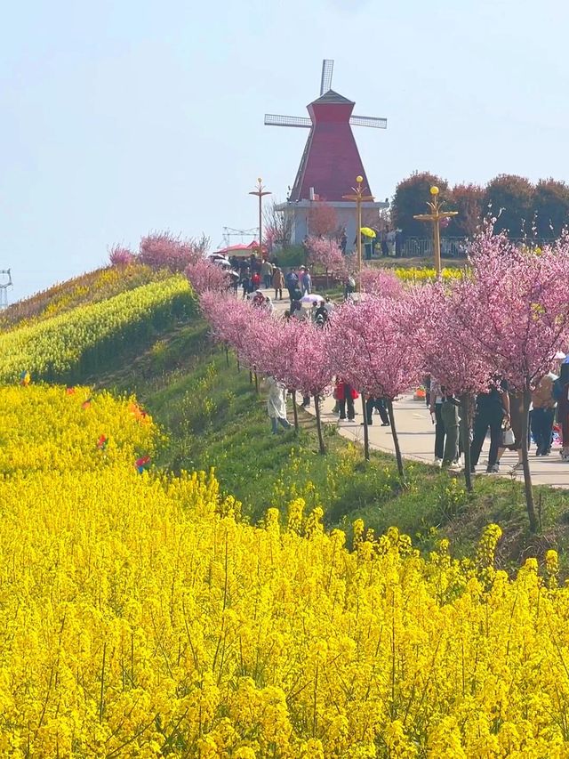 三月漢中油菜花封神！闖入了金色童話世界