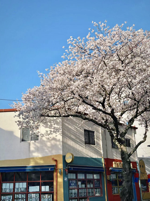 櫻映濟州，春行花海大道