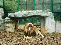 Zimalin Zoo: Rare Species and Wildlife Paradise