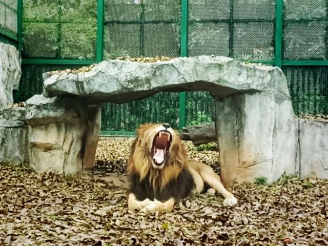 Zimalin Zoo: Rare Species and Wildlife Paradise
