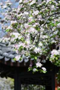 南京雞鳴寺春季賞櫻花攻略