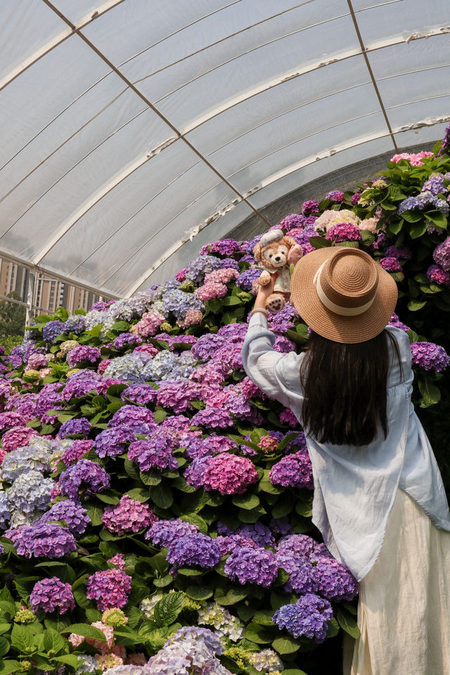 東莞賞花｜油畫般嘅現實繡球花海