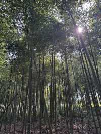 安吉·慢漫丨深憩竹海·趣在挖筍