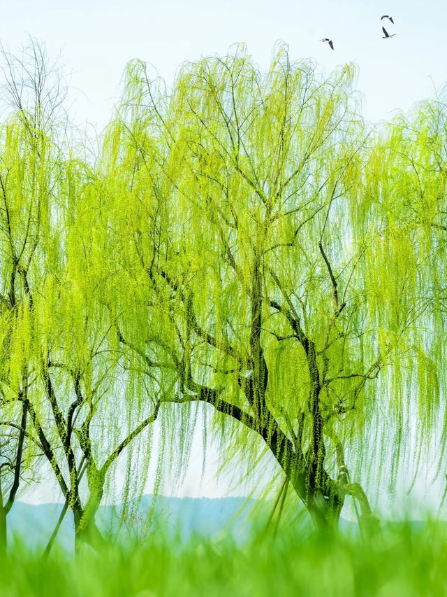 春日西湖 | 邂逅詩意江南