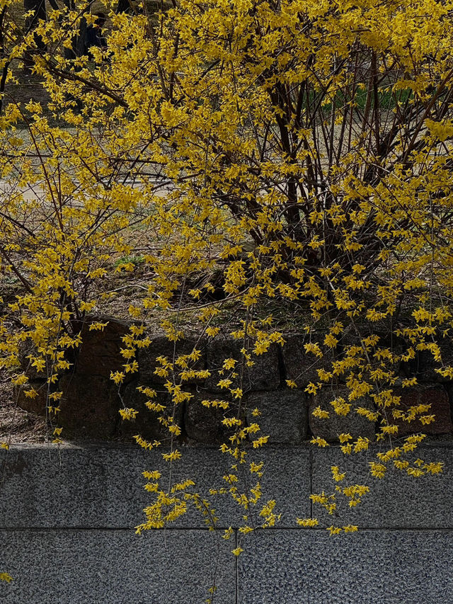 🌸首爾景福宮の櫻花浪漫🌸