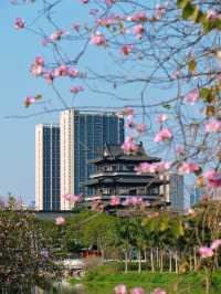 🌸全家一起去踏春｜廣州海珠湖🍀