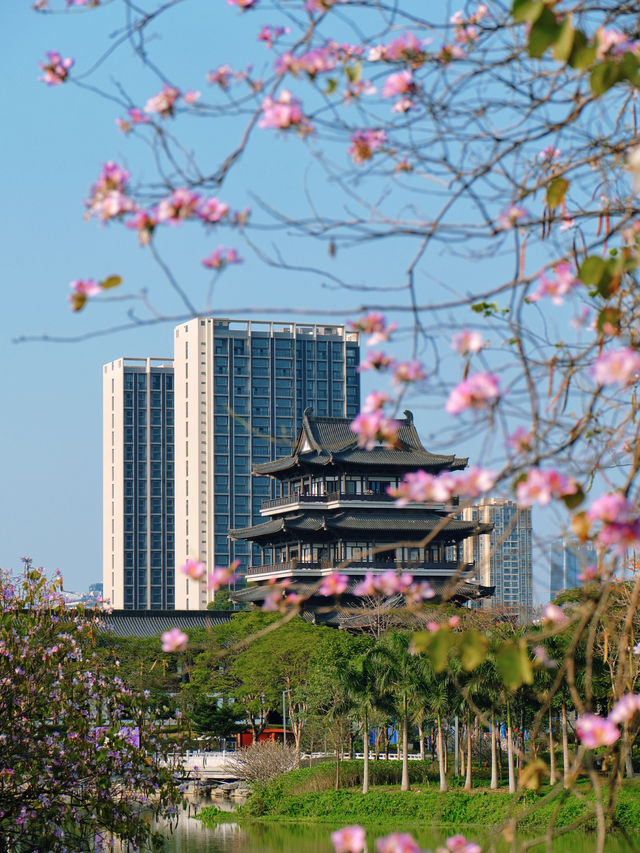🌸全家一起去踏春｜廣州海珠湖🍀