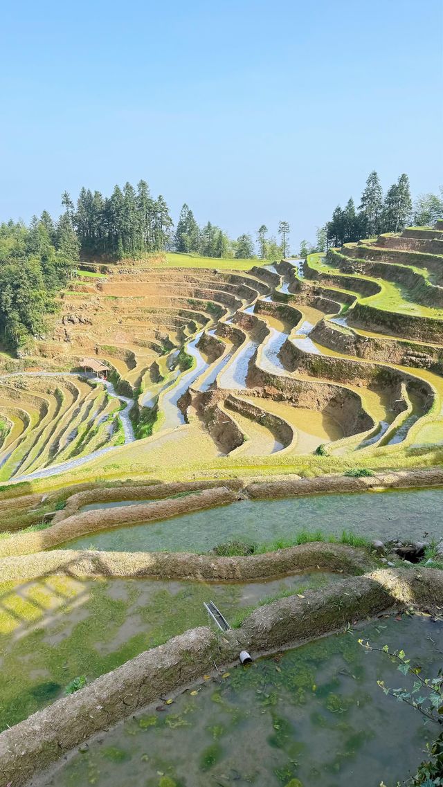 婁底|紫鵲界梯田|旅遊攻略齊全