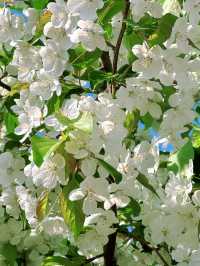 杭州私藏桃花源古林公園春日浪漫暴擊！