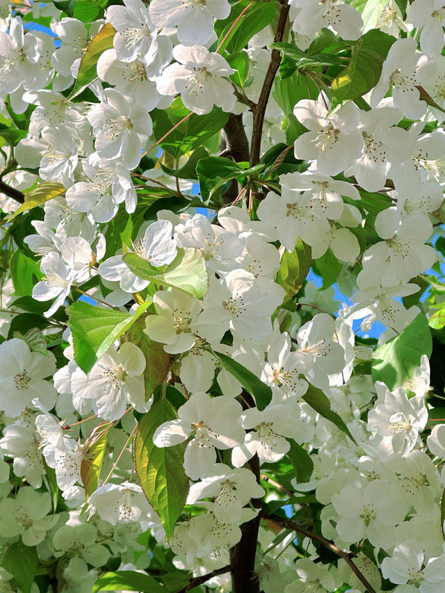 杭州私藏桃花源古林公園春日浪漫暴擊！
