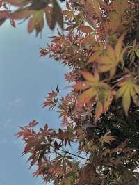 🌷香港花卉展 | 误入現實版莫奈花園