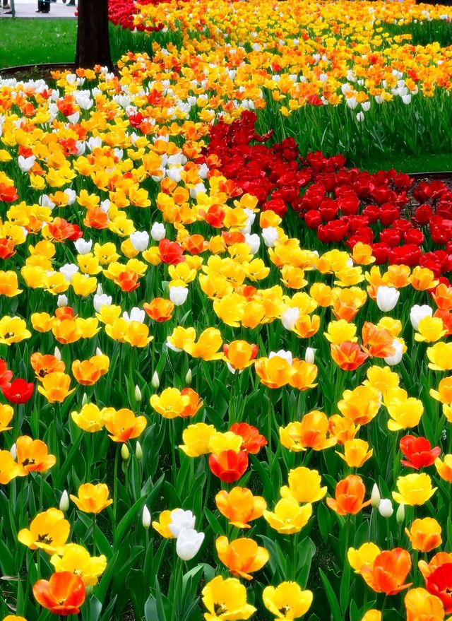 中山公園春日賞花：一場不期而遇嘅浪漫邂逅