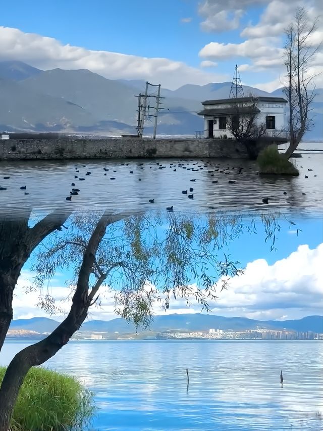 【洱海：大理嘅藍眼淚！單車遊×海鷗×白屋】