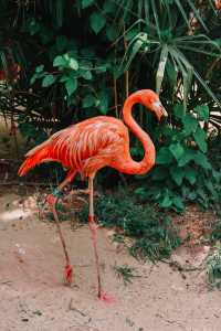 請收好這份限定攻略｜南京紅山森林動物園