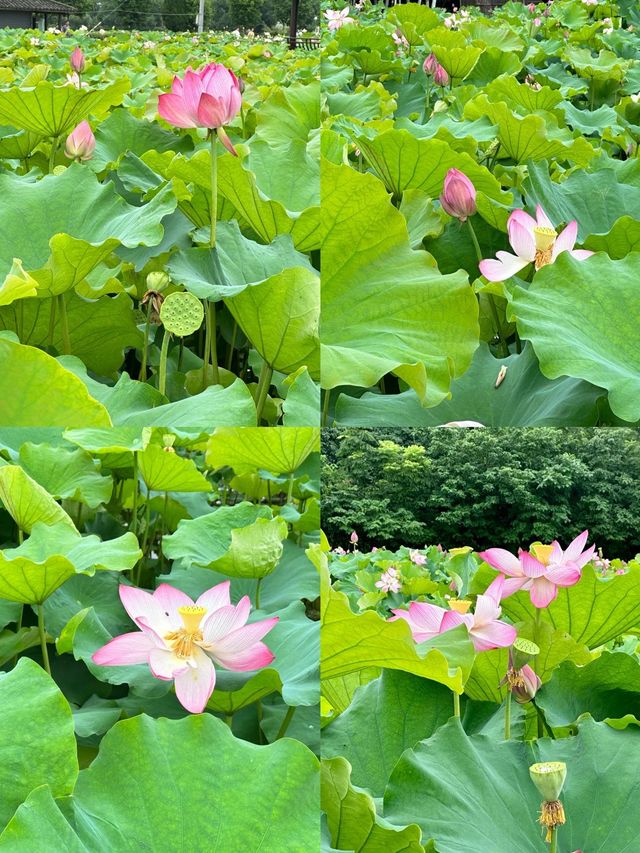 桐鄉周邊遊 賞荷花啦