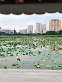 香港出發至澳門龍環葡韻濕地公園交通攻略 