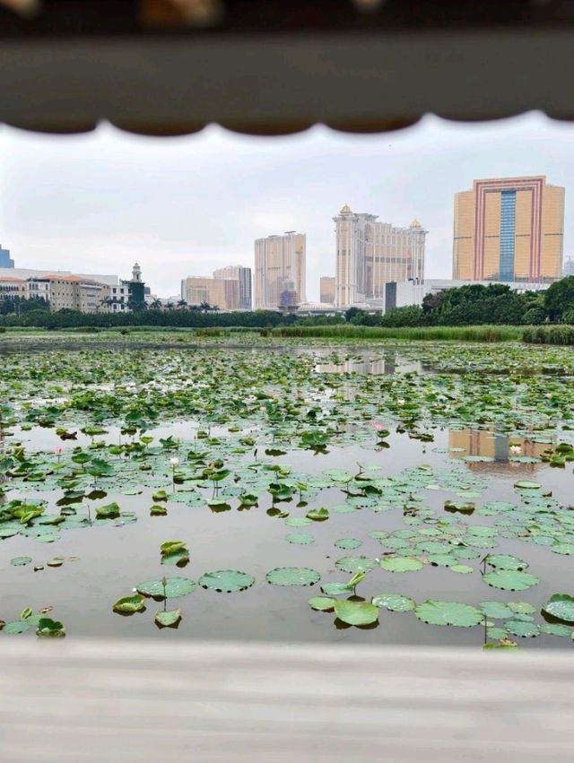 香港出發至澳門龍環葡韻濕地公園交通攻略 