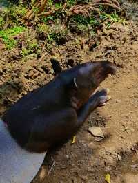 帶小朋友去動物園就啱晒！！！