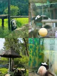 國慶節去哪玩｜來紫清湖野生動物世界與動物親密接觸吧！