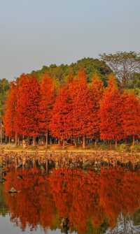 柳州紅杉林