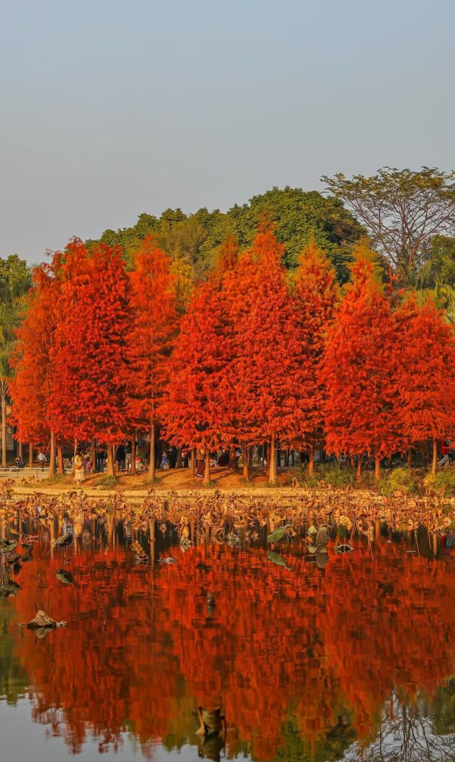 柳州紅杉林