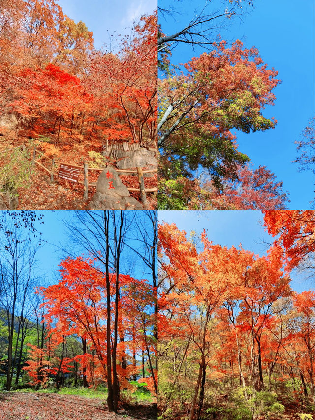 這片紅葉美到我不敢發朋友圈！ 怕被問瘋！