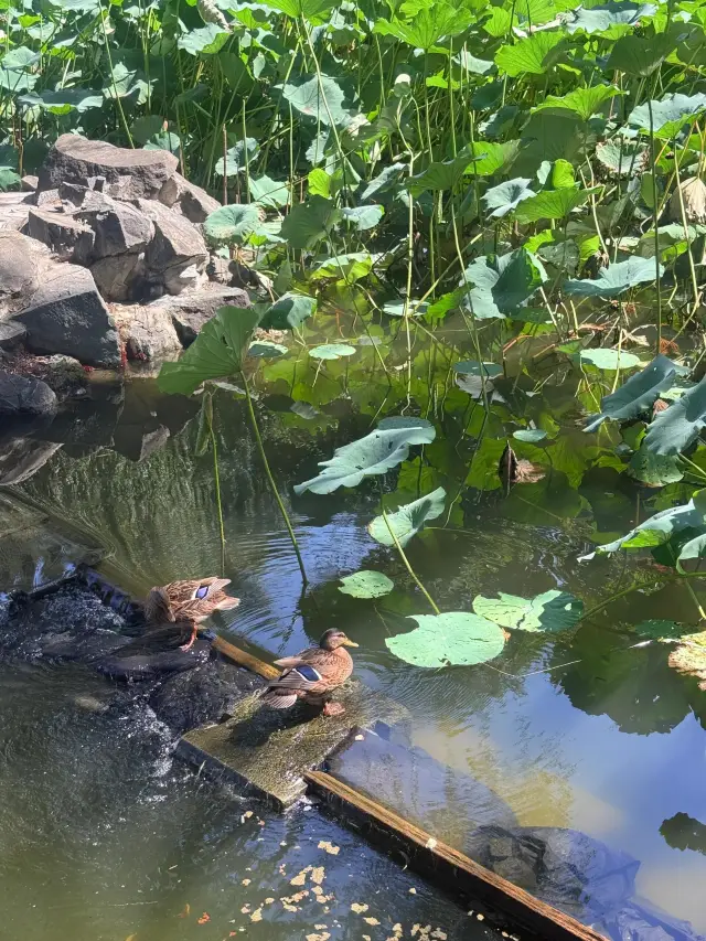 大觀園裡的文化盛宴