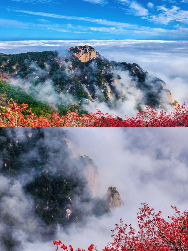 泰山之巔，雲海與秋色撞了個滿懷！