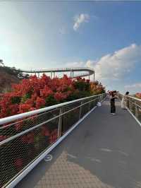 廈門秋日限定！空中步道欒樹花海盛放，人少好拍附住宿攻略