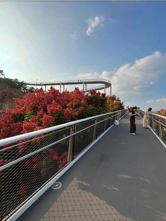 廈門秋日限定！空中步道欒樹花海盛放，人少好拍附住宿攻略