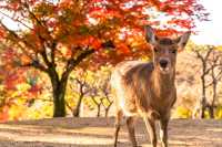 奈良公園賞楓-鹿與紅葉的秋日童話
