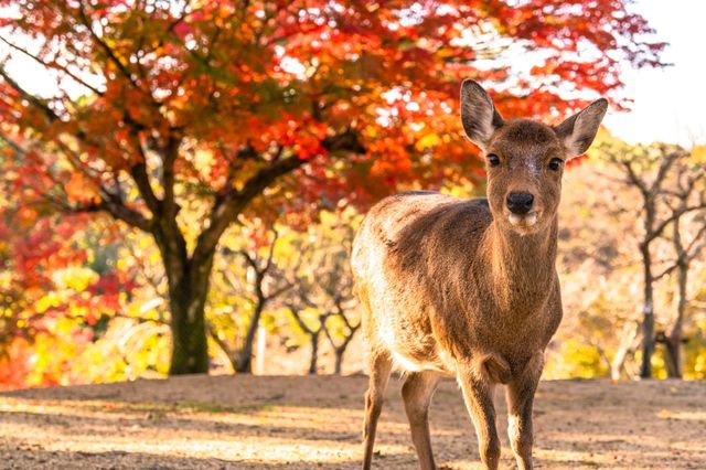 奈良公園賞楓-鹿與紅葉的秋日童話