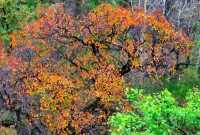 兩千歲黃櫨古樹，深秋紅葉如油畫鋪展