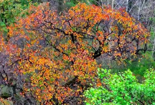 兩千歲黃櫨古樹，深秋紅葉如油畫鋪展