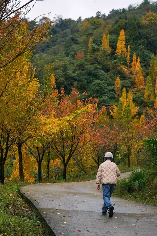 成都周邊一日往返，個不廢腿的彩林秘境