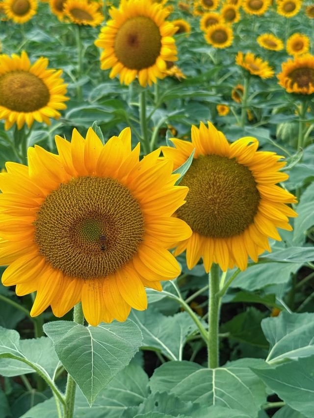 湖南省植物園向日葵花海全攻略拍出冬日暖陽感大片